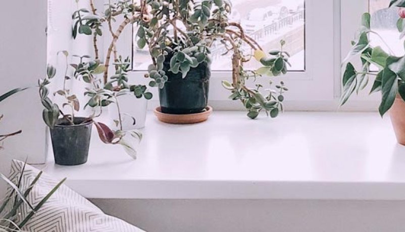Hvid vindueskarm med planter